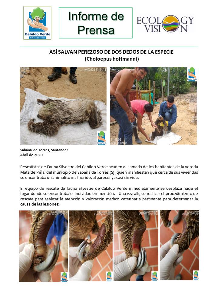 CabildoVerde's tweet photo. #SOSfaunasilvestre Así salvan Perezoso de dos dedos. #LaVidaSigue  Con la sensibilidad del ser humano la fauna sobrevive.  #YoQuieroVerlosLibres https://t.co/7Eu9EaXERa