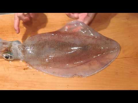 エギング速報 Eging News Twitter エギング速報 Eging News Twitter