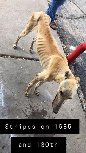 KCBD11's tweet photo. LUBBOCK WE NEED YOUR HELP! This dog was found at the Stripes at 1585 and 130th location. She was fed at that time but has not been seen since. There is a $50 reward for locating the dog. You can call Linda Dunn’s at 806787 8530. https://t.co/MWpEFtl4Sk