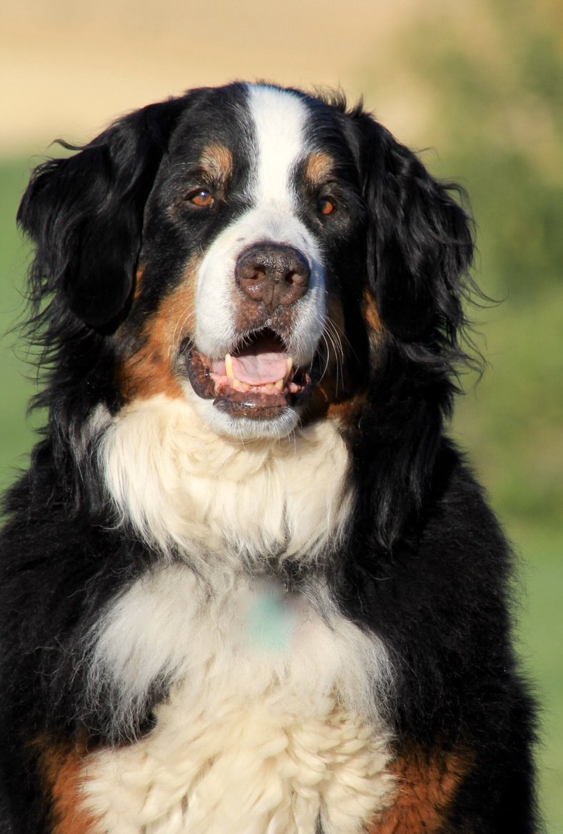 15. Liesl the beautiful Bernese Mountain Dog was  @RichardStarke’s best buddy right up until her passing in April of 2018. Her legacy led to Dr. Starke’s  #ableg Member’s Statement re: benefit of animals (link in this thread), and untimely prompted this very list of  #CHEDPetPics!
