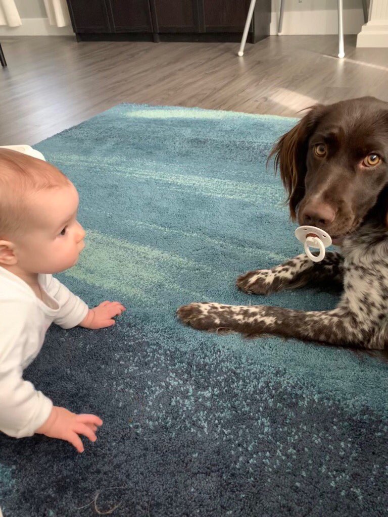 14. Gertie (the Small Munsterlander) is the very best big sister to her sweet human Maggie. She’s even teaching Maggie how to share!  #CHEDPetPics