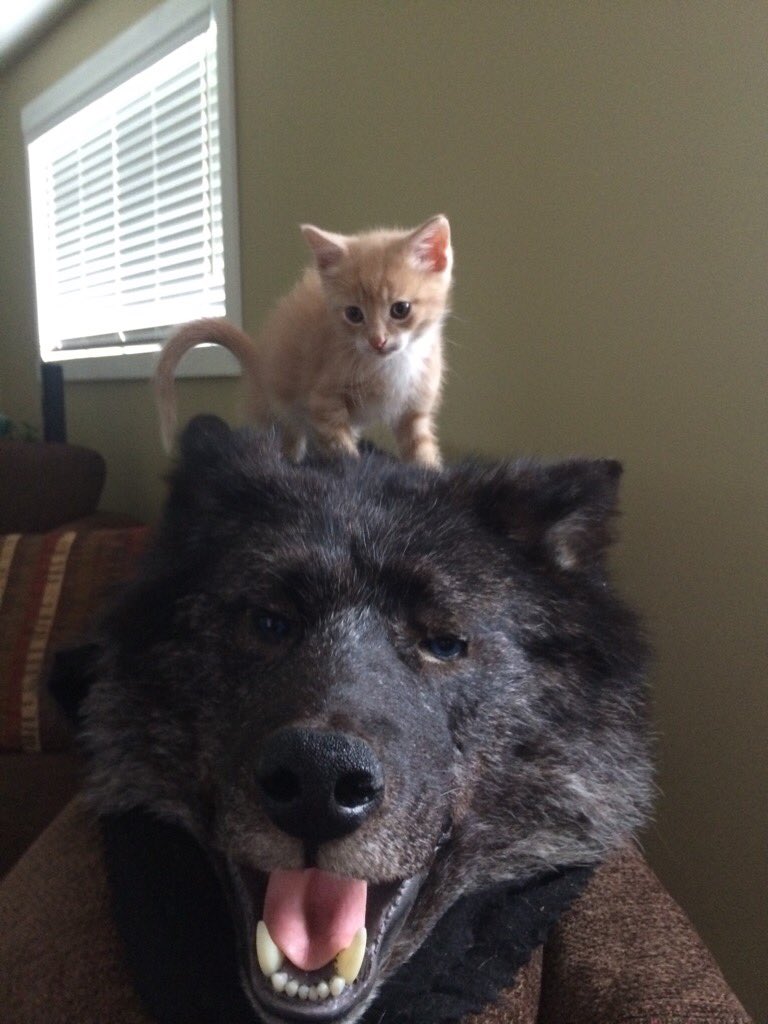 13. “Kitty and the Wolf” was the caption submitted with this photo. We’ve been assured everything worked out for both parties involved, and that these two remain the best of friends!  #CHEDPetPics