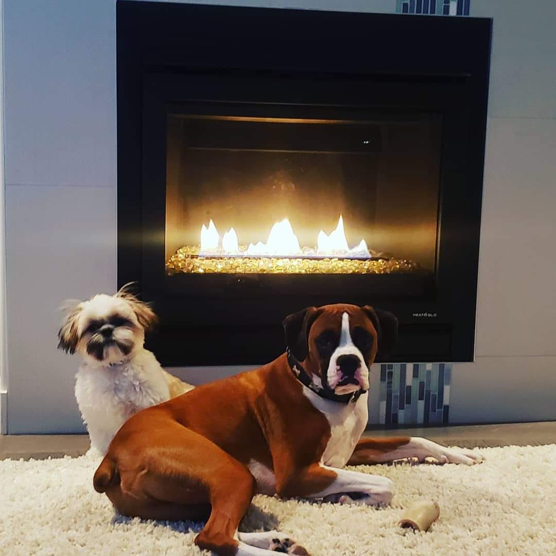 11. As their names might suggest, Bentley and Beamer appreciate the finer things in life. Though they’re named after their human’s favourite cars, they loooove long walks.  #CHEDPetPics