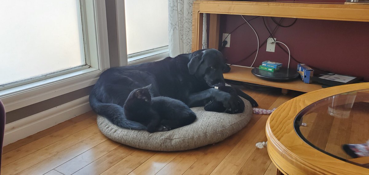 3. Tommy is a 9-yr-old Lab cross that just notched his 20th (!) blood donation  @DogsDonate. Tommy’s lost a step or two, which means he’s extra chill around all the foster kittens and puppies in his care.  #CHEDPetPics