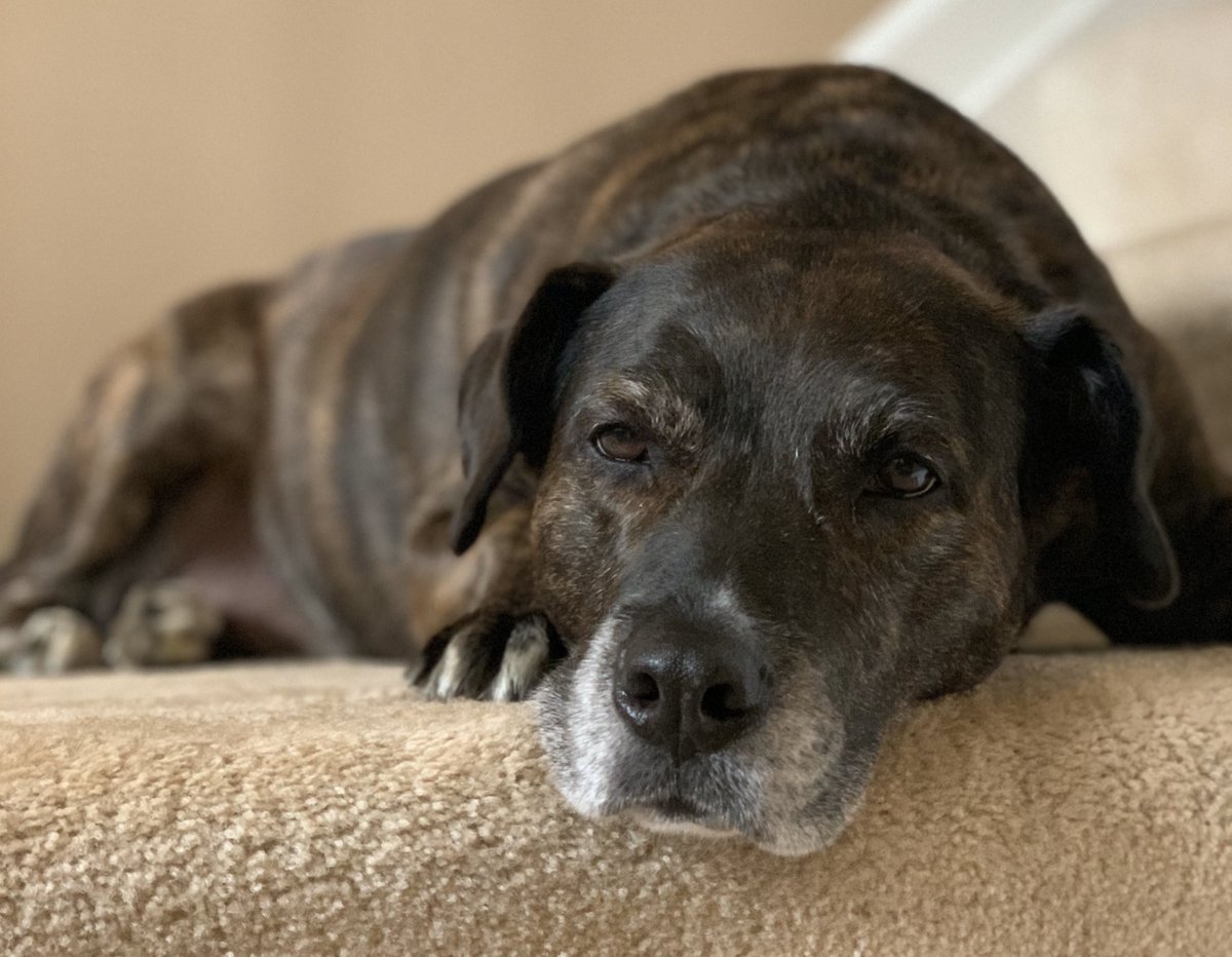 Over 8 years ago I took a trip to a local animal shelter and brought home this sweet girl!  Meet my best friend Marley! #MPVirtualSpiritWeek #shewantsmetogobacktowork #pleasenomorewalks