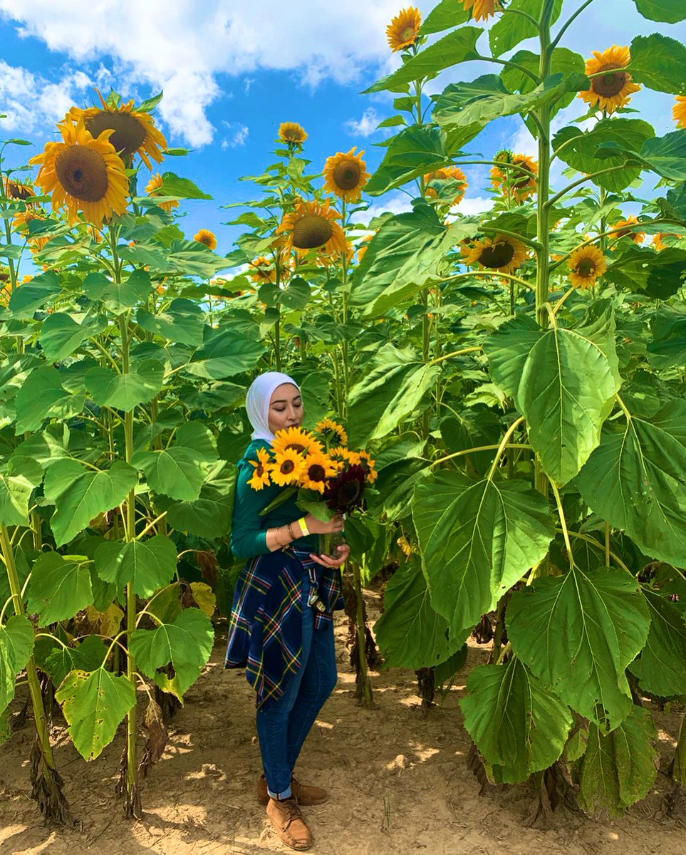 alohanoha91's tweet photo. Sprinkling some blue skies and positive vibes onto your timeline. 
🌞🌻✨ https://t.co/KTkFZuRRQr
