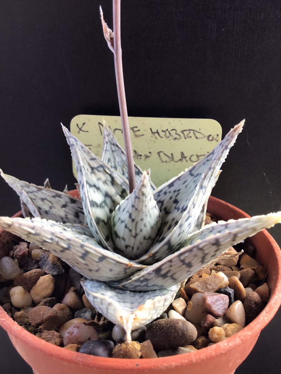 CactusSucculent's tweet photo. Never seen this before! Flowers on ‘Doran Black’ opening in reverse order, from the top 😳 #BCSS #Kirkstonebotanica #CacusSucculent #Aloefamily #Aloecollection #Aloedoranblack https://t.co/pRrJwGWuXO