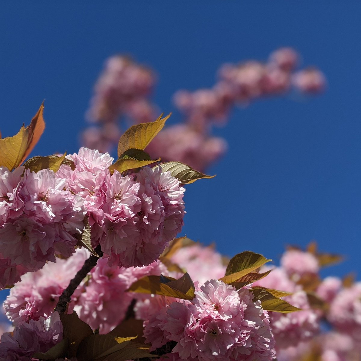 rbednark's tweet image. Spring blossoms on my daily walk