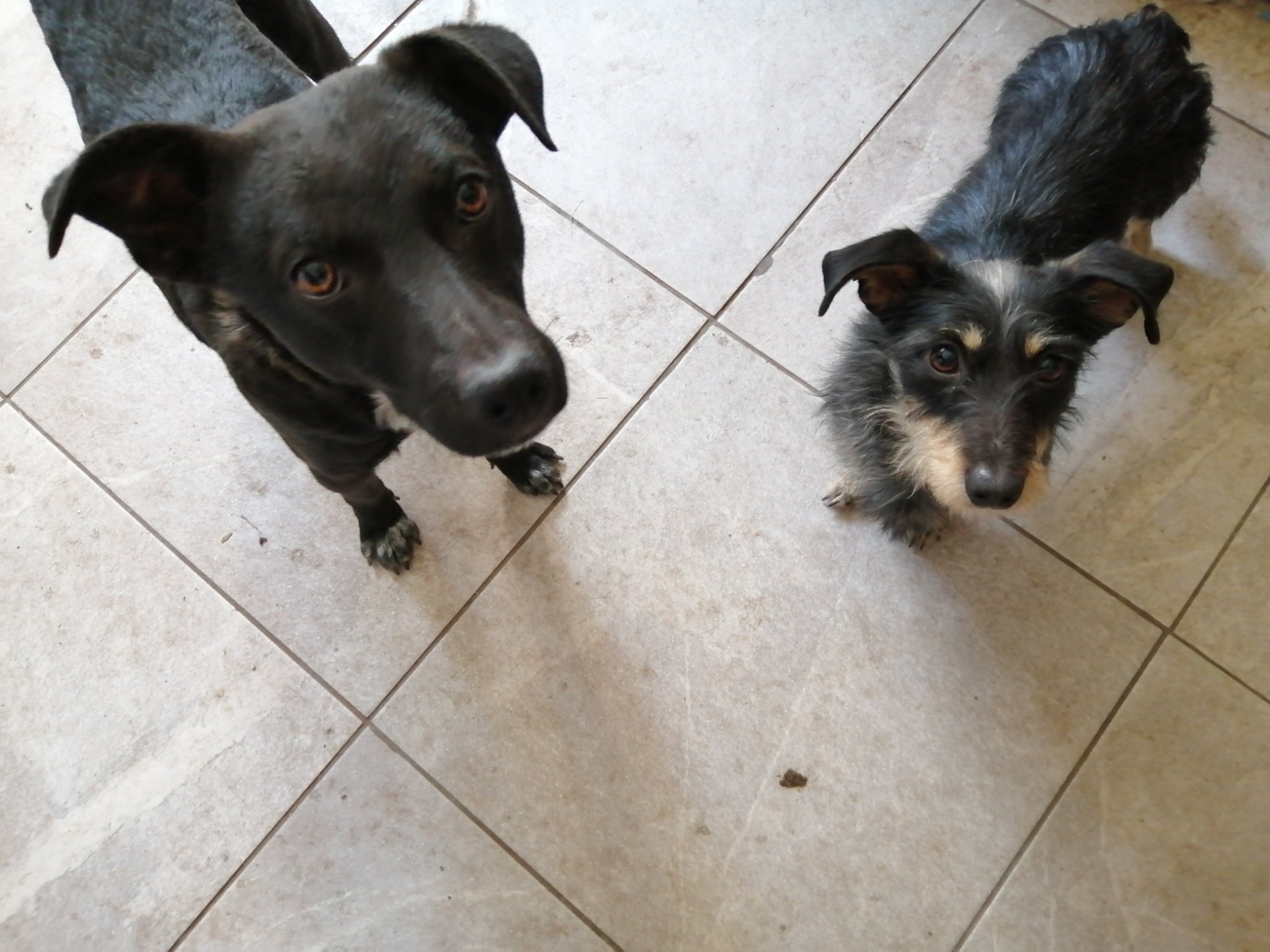 High Hopes Dog Rescue Highhopesrescue Twitter