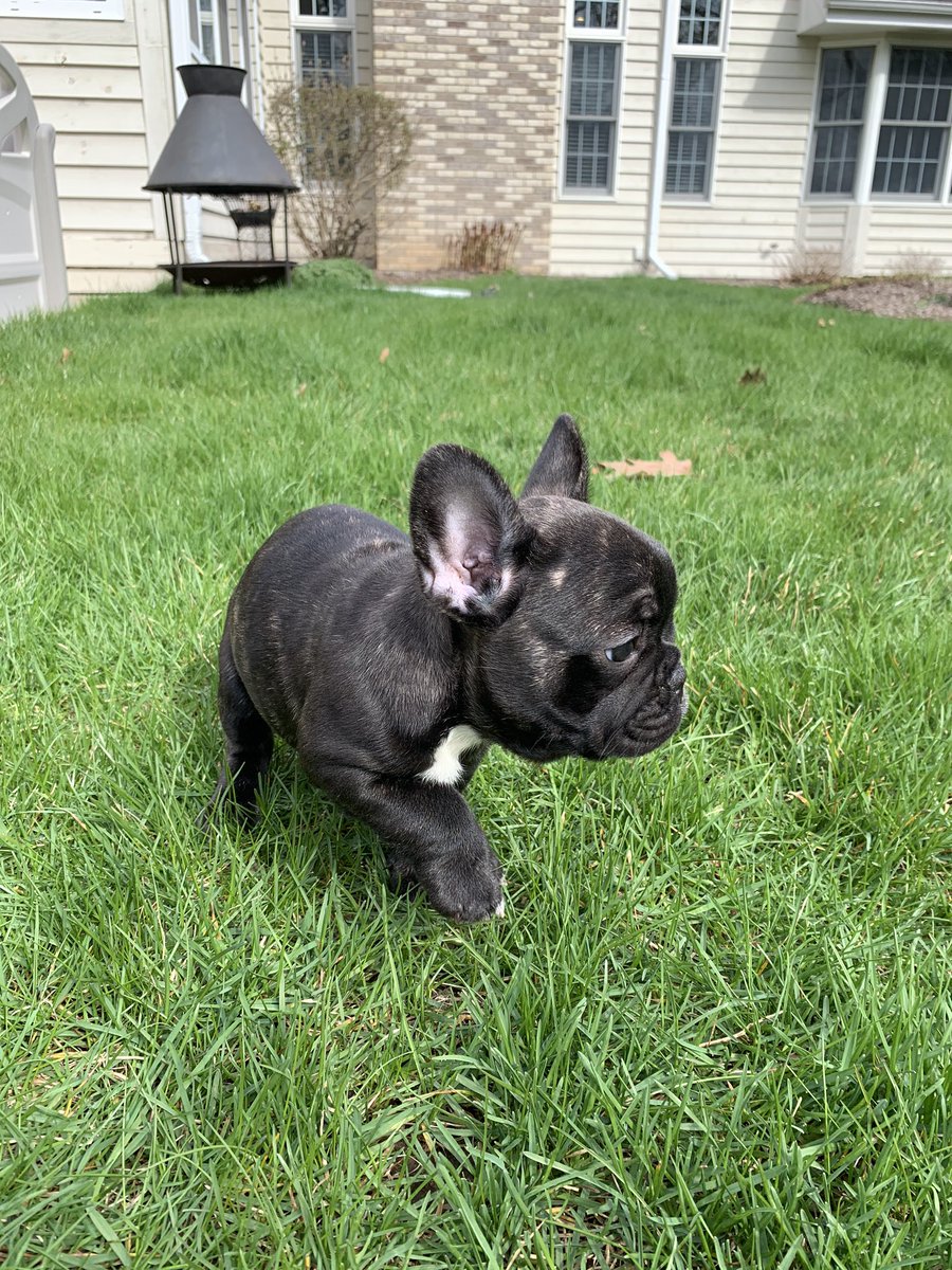 SKilcoyne1747's tweet photo. Excuse me while I already have 100 pictures of my LOLA nug https://t.co/IMOqEx8uA5