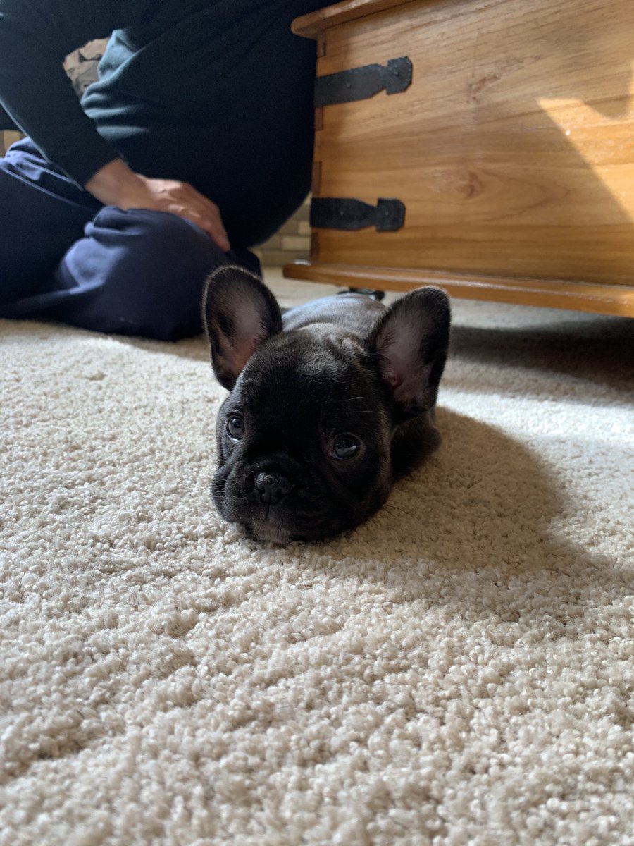 SKilcoyne1747's tweet photo. Excuse me while I already have 100 pictures of my LOLA nug https://t.co/IMOqEx8uA5