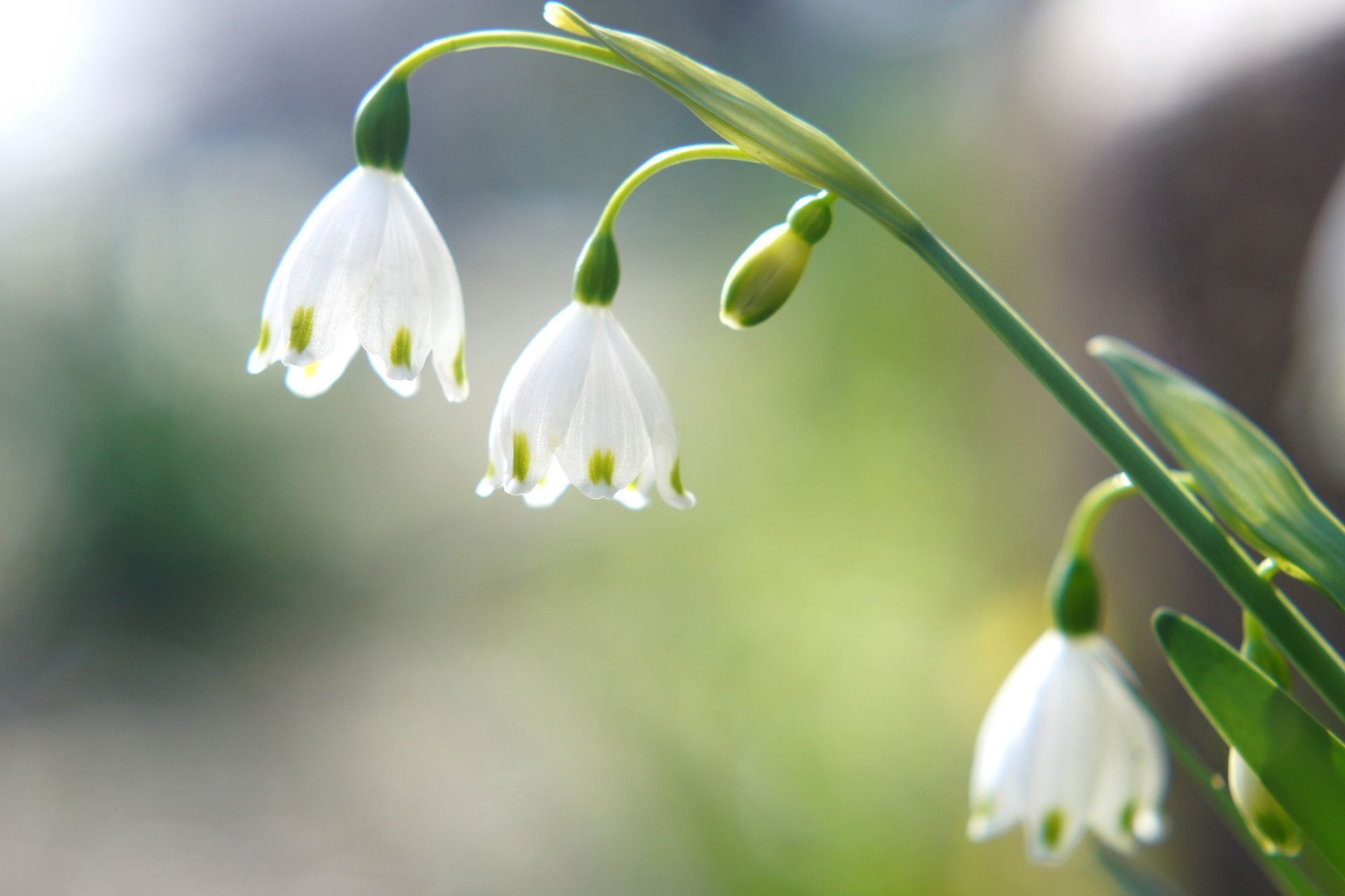 アルビオン Albion 公式 おはようございます 今日の誕生花は スノーフレーク 花言葉は 純粋 です 白いスズランのような花姿に 花びらの縁の斑点がより一層ピュアな印象を引き立てているように見えますね 愛らしさにしばらく見つめて