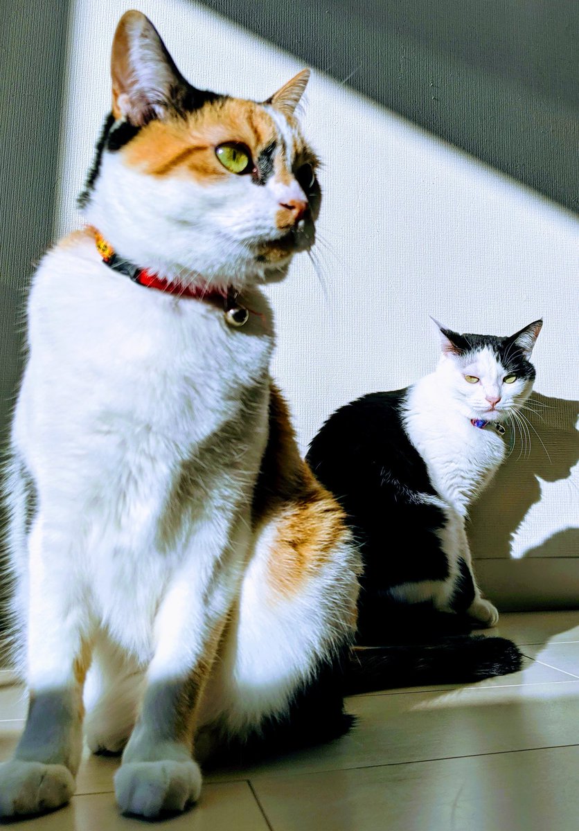 ウチの猫 こんなに成長しました これがこうやで タグまとめ Togetter