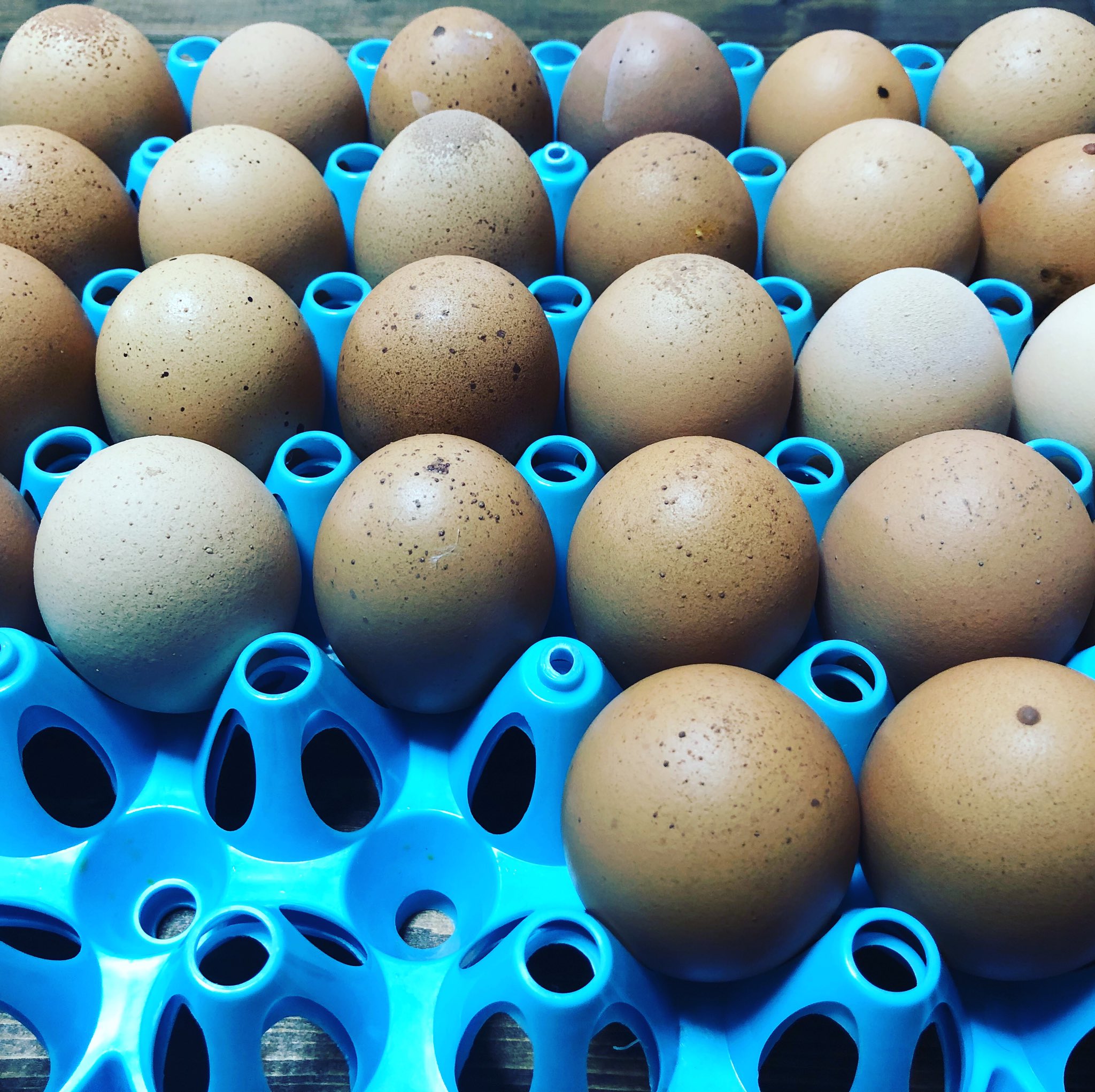 クマザワタマゴ Twitter Search Twitter