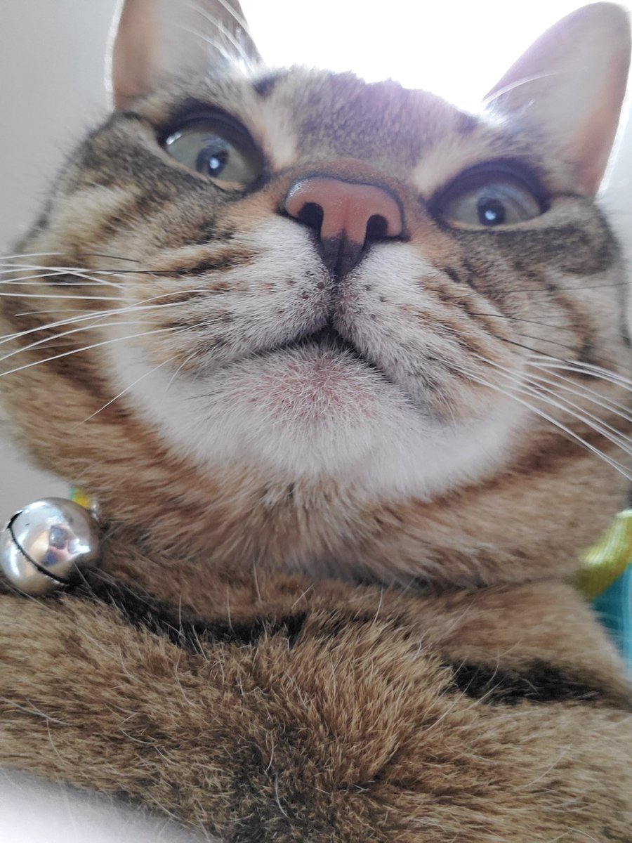 ウチの猫 こんなに成長しました これがこうやで タグまとめ Togetter