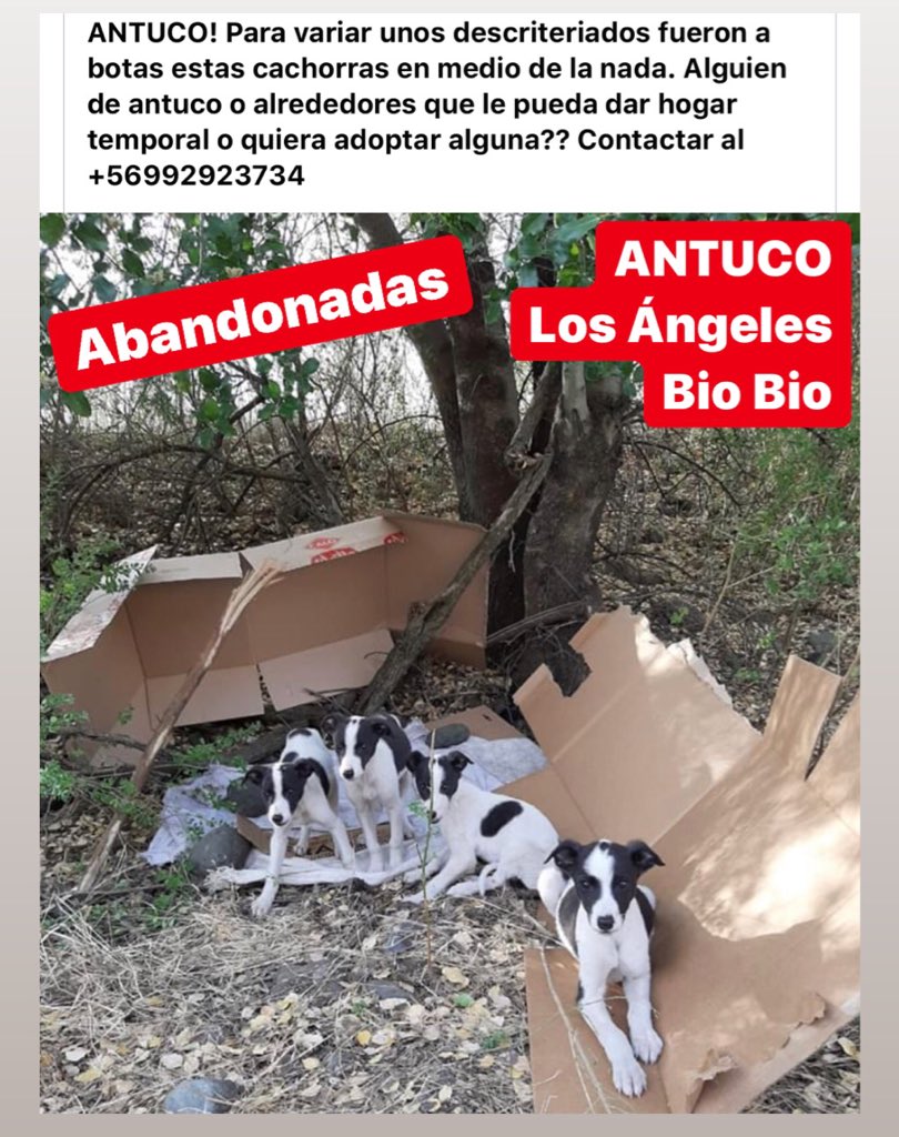 Buscan hogar tempiral@o definitivos. Abandonadas en #ANTUCO. Más info al número de la publicación