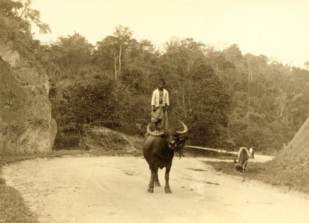 potretlawas's tweet photo. Naluri kanak² di mana pun kiranya sama: naluri bermain, sekalipun sekadar naik ke punggung kerbau. 💙

Dari awal: Berastagi dan Makassar (1929), Madura dan Bajawa, Flores (1920-an) – arsip Tropenmuseum.

Selamat pagi. https://t.co/SkUzokrVzm