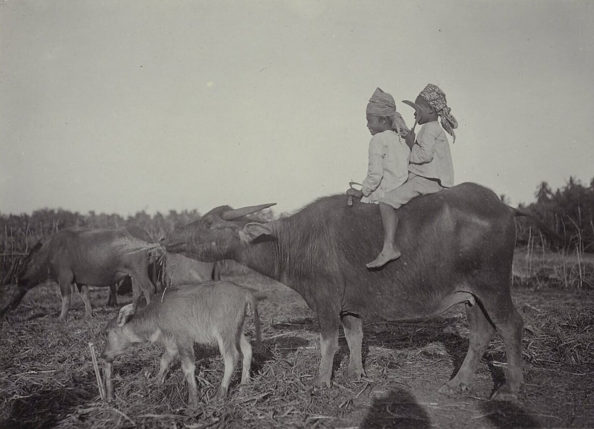 potretlawas's tweet photo. Naluri kanak² di mana pun kiranya sama: naluri bermain, sekalipun sekadar naik ke punggung kerbau. 💙

Dari awal: Berastagi dan Makassar (1929), Madura dan Bajawa, Flores (1920-an) – arsip Tropenmuseum.

Selamat pagi. https://t.co/SkUzokrVzm