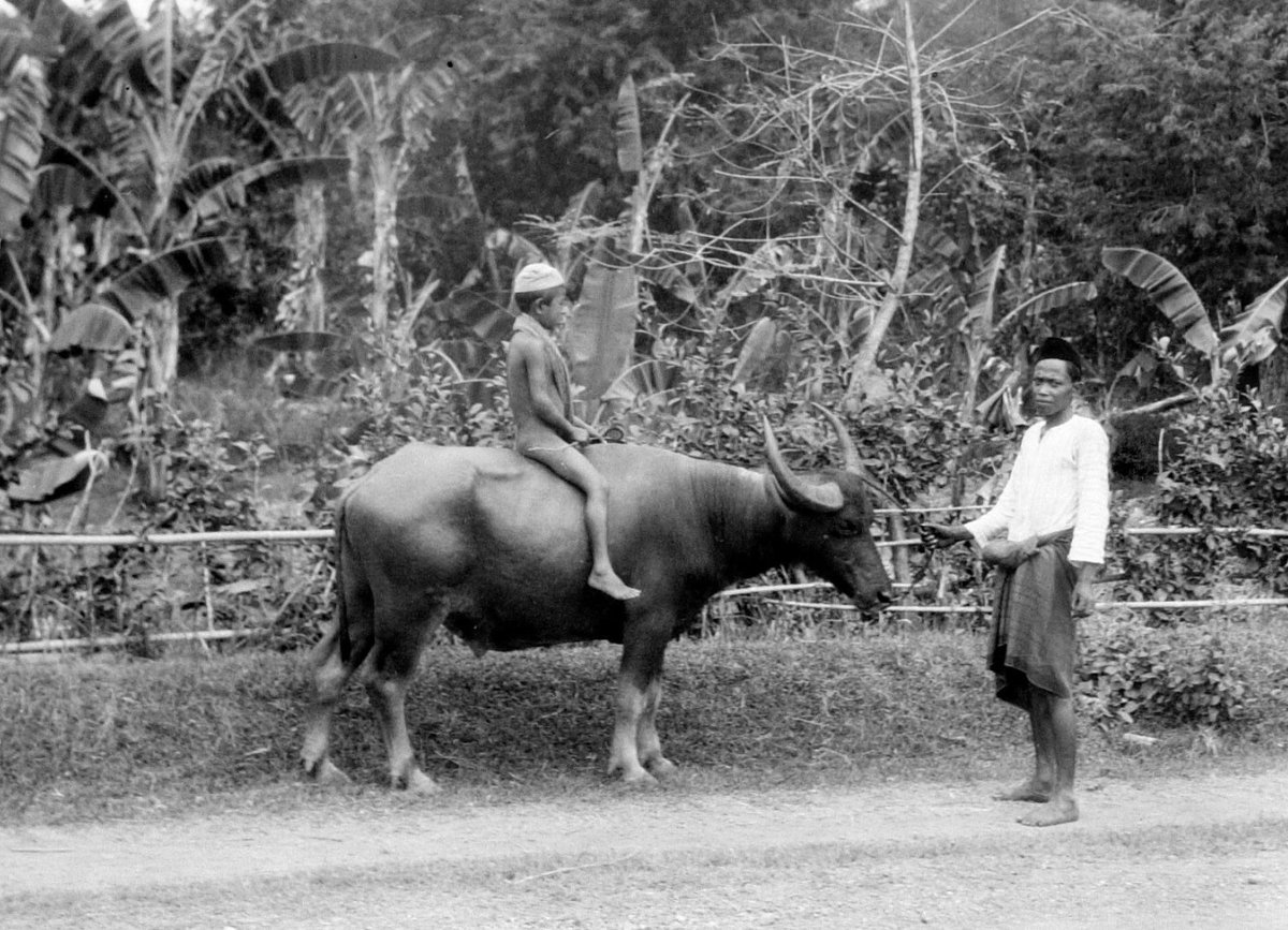 potretlawas's tweet photo. Naluri kanak² di mana pun kiranya sama: naluri bermain, sekalipun sekadar naik ke punggung kerbau. 💙

Dari awal: Berastagi dan Makassar (1929), Madura dan Bajawa, Flores (1920-an) – arsip Tropenmuseum.

Selamat pagi. https://t.co/SkUzokrVzm