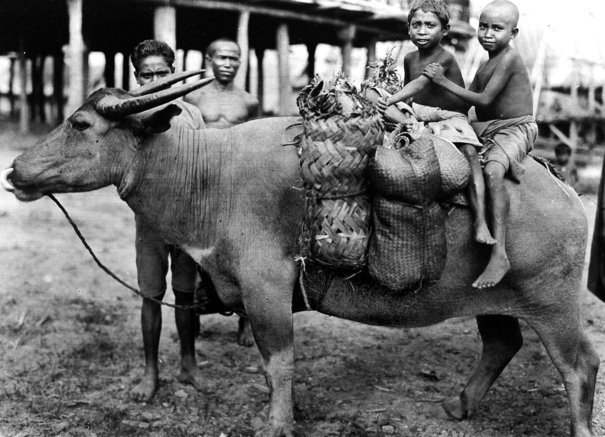Naluri kanak² di mana pun kiranya sama: naluri bermain, sekalipun sekadar naik ke punggung kerbau. 💙

Dari awal: Berastagi dan Makassar (1929), Madura dan Bajawa, Flores (1920-an) – arsip Tropenmuseum.

Selamat pagi.