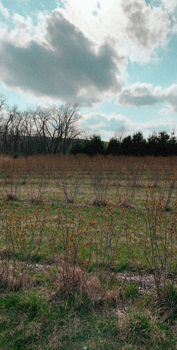 Sydney_Milani's tweet photo. Back to my roots on the place it all started. I’m lucky to be quarantined on a farm where there are endless places to train and a running buddy that has endless energy🥵 #LongSprinter #IowaGirl #RunForBama @AlabamaTrack https://t.co/DUrmYRC7PD