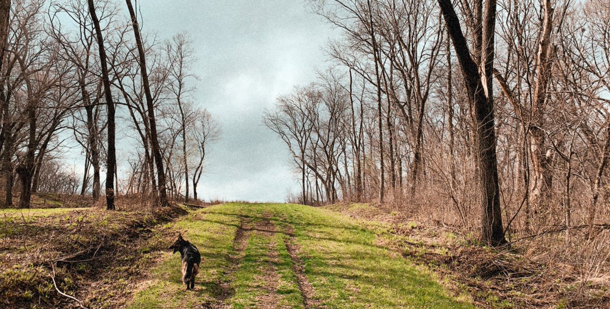Sydney_Milani's tweet photo. Back to my roots on the place it all started. I’m lucky to be quarantined on a farm where there are endless places to train and a running buddy that has endless energy🥵 #LongSprinter #IowaGirl #RunForBama @AlabamaTrack https://t.co/DUrmYRC7PD