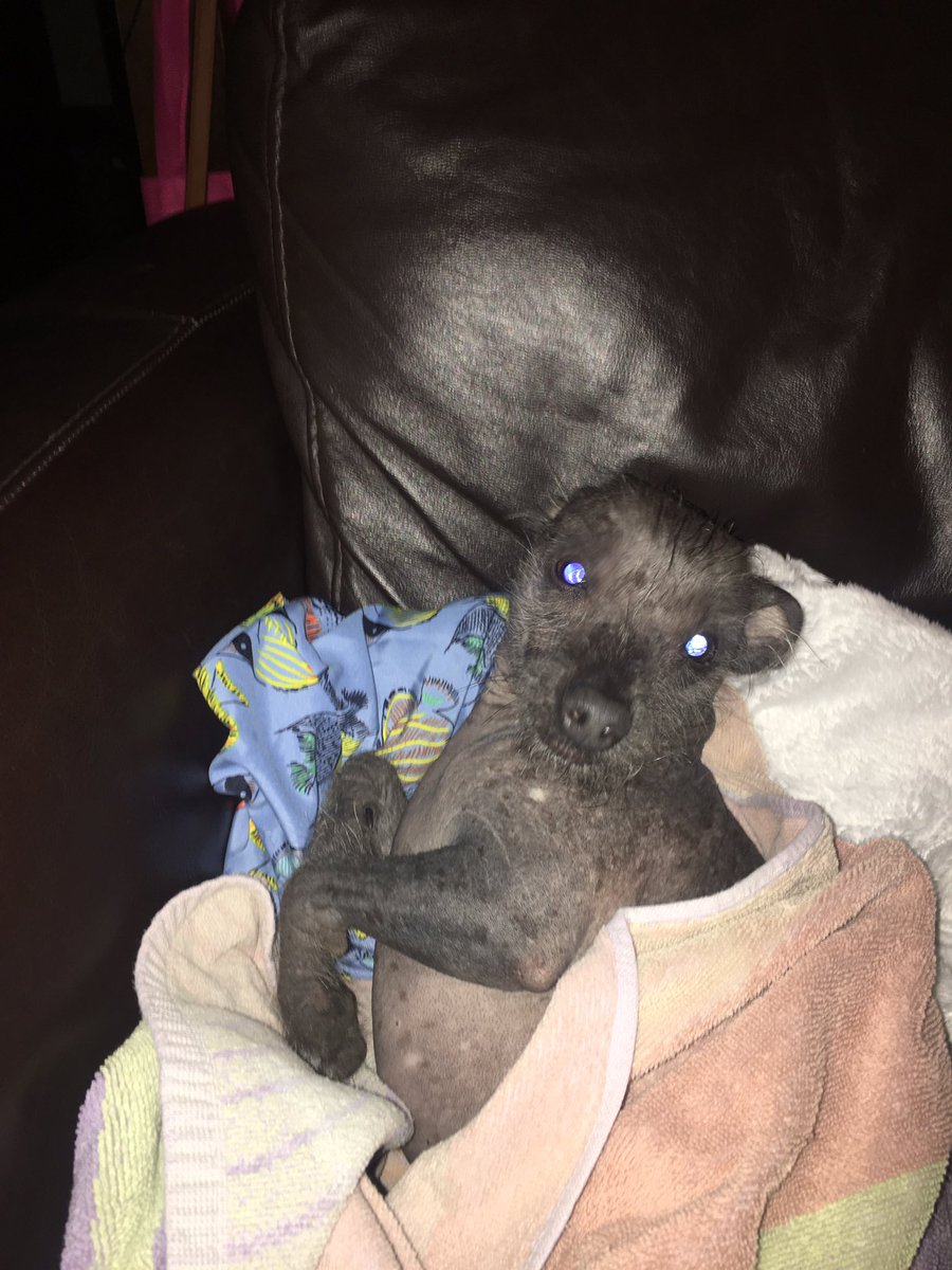 WhyIHatemyGFdog's tweet photo. @RubinReport I’ve been told this is a dog.  Idk what do you think? https://t.co/7443R9axTZ