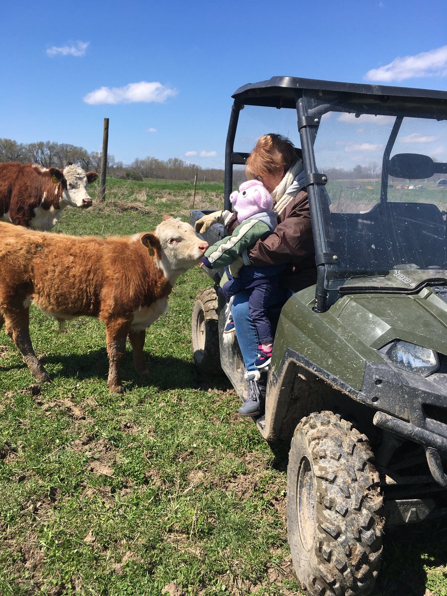 Ivy and Grandma helping tame a bull calf.