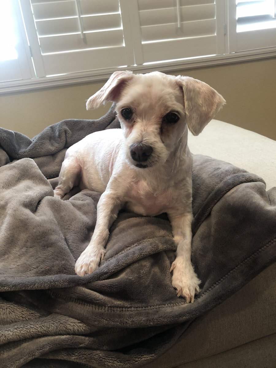 Collin Morikawa On Twitter I Ve Been Trying To Get Creative In The Kitchen Playing Onn My Ps4 And Just Started To Foster Dogs Which Has Been The Best Part Of This Break
