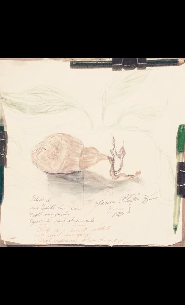 artemathu's tweet photo. #drawing #draw #arte #potato #sketch #naturedrawing#plant #pencil #pendrawing #illustration #handdrawing#artistontweeter #plantsprout https://t.co/tnBLARnWSu