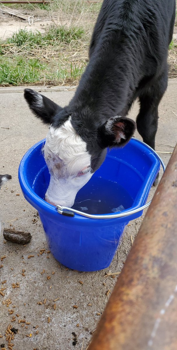 The time has come for the little ones to start feed and water training. They have started nibbling on the feed and splashing in the water bucket!