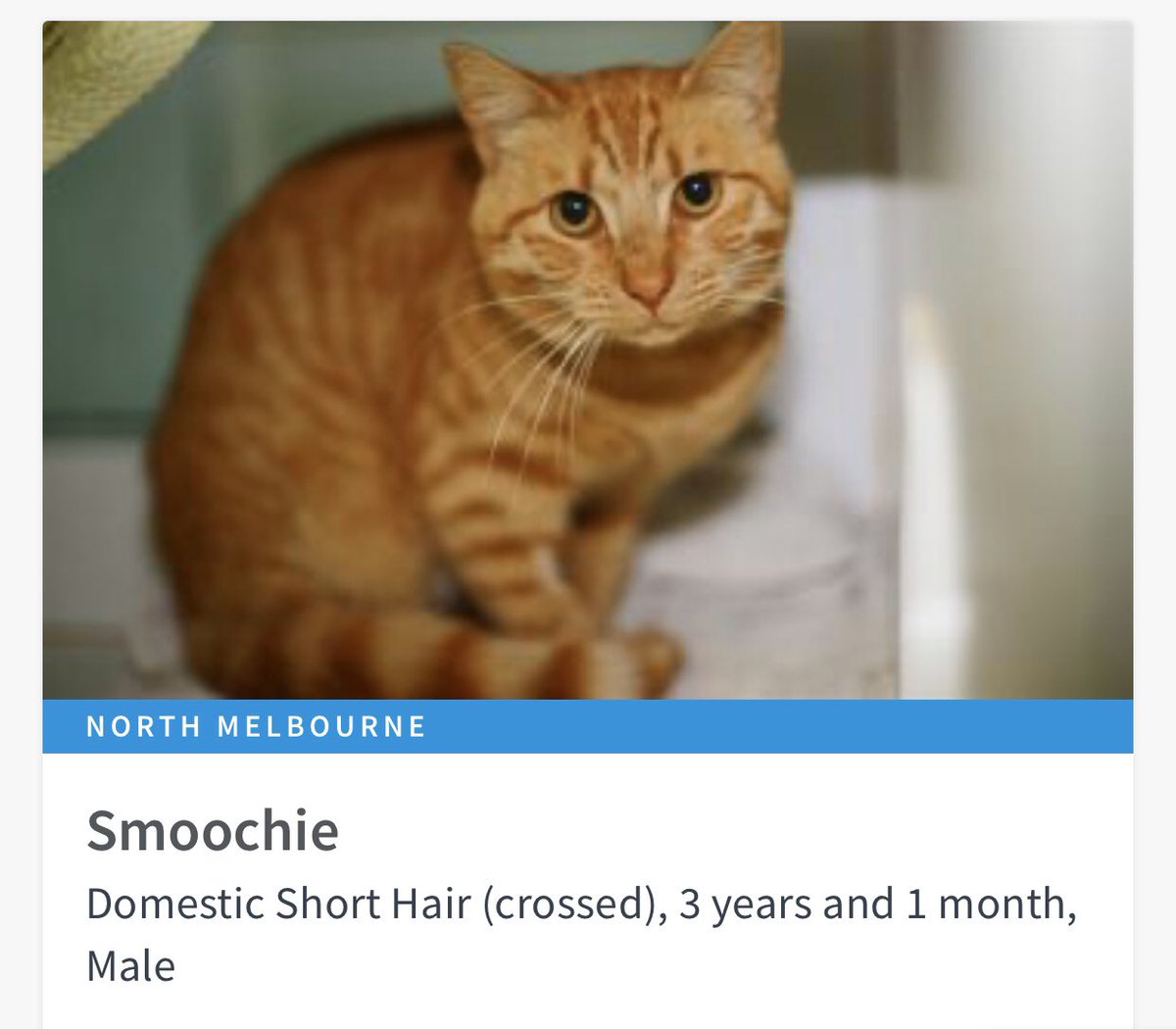 AdoptAFloof's tweet photo. #adoptAfloof of the day: Smoochie the 3yo DSH x male ginger at the @lostdogshome 
.

https://t.co/P0bHlKlCjj
.
#floof #adoptdontshop #rescuecat #ldh #dsh #gingercat https://t.co/mTzE21ZHOO