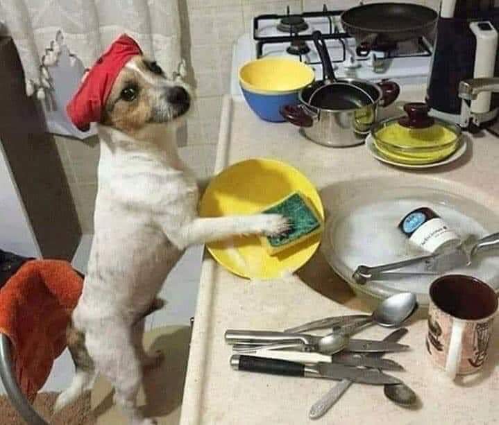 Paws are sore but a man got to do what a man has to do.