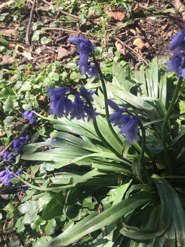 ActonParkFriend's tweet photo. Managed to get to the park yesterday and saw my first bluebells of the year. I so miss walking among them taking in the sweet aroma. https://t.co/KRLtfi61ay