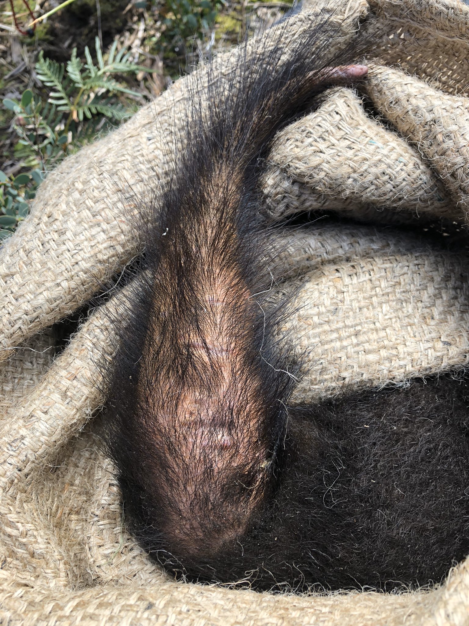 Dr David Hamilton on X: Some of the Tasmanian devil joeys are starting to  get a bit of peach fuzz - they'll be hairy little devils in no time!   / X