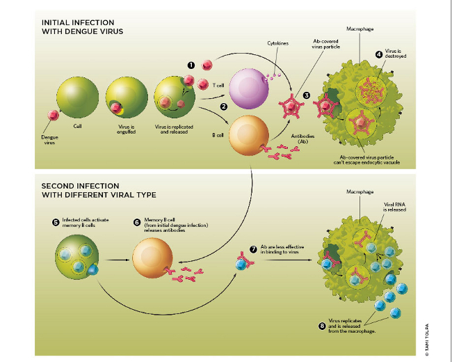 Correct! Antibody-dependent enhancement (ADE) is the result of producing sub-neutralizing antibodies which paradoxically enhance the rate of viral replication and severity of viremia.