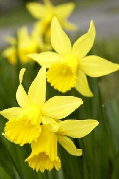 ❀ daffodil ✿
