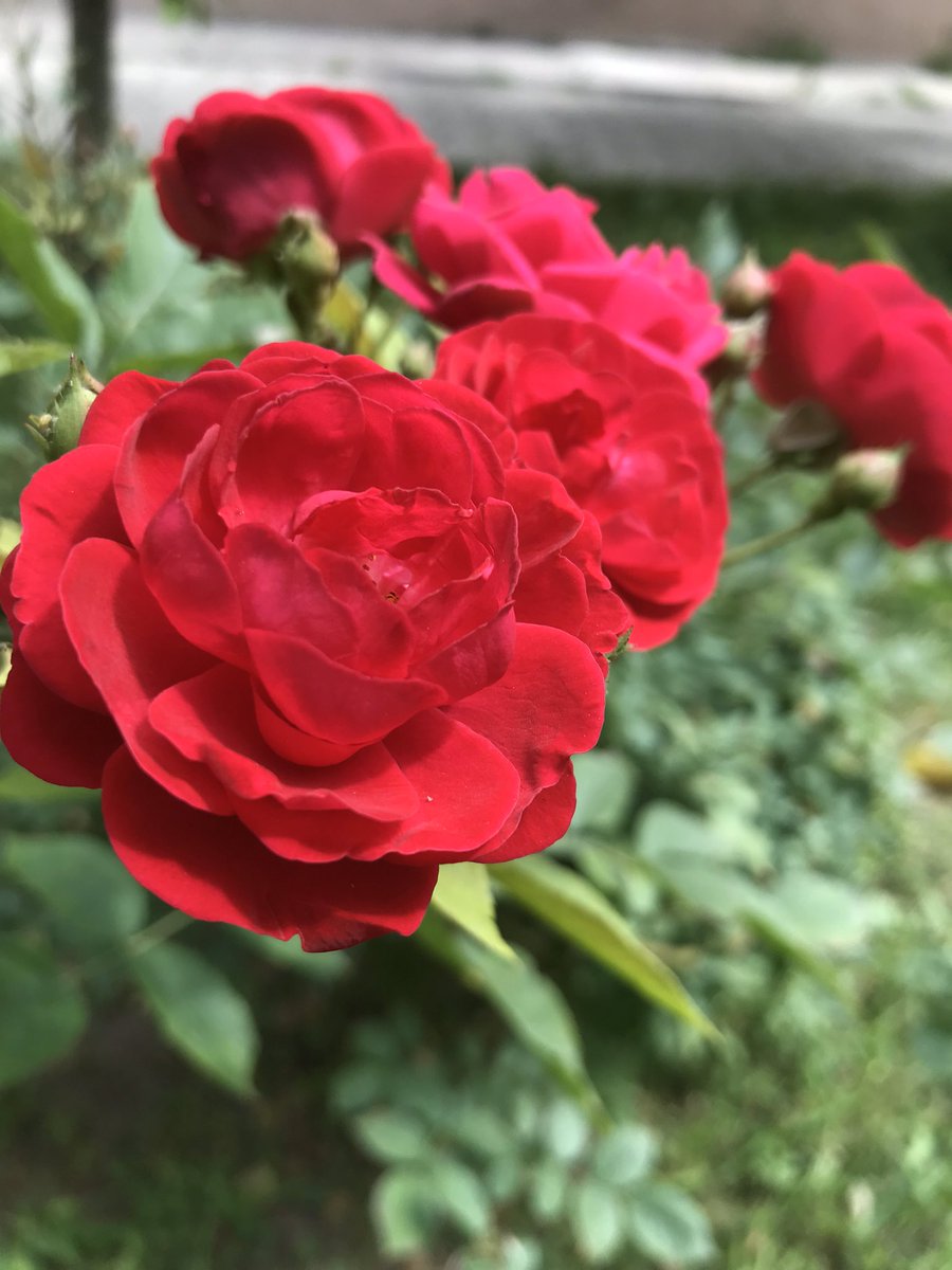 Korkusu kadar kaçsa da
Cesareti kadar
Yaşayanlar ..

_____Günaydın 🌹