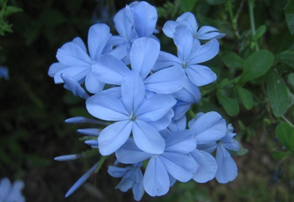 ❀ blue jasmine ✿