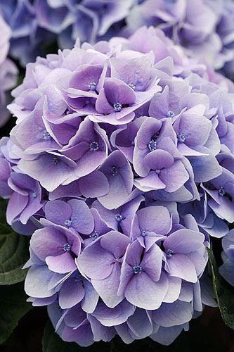 ❀ hydrangea ✿