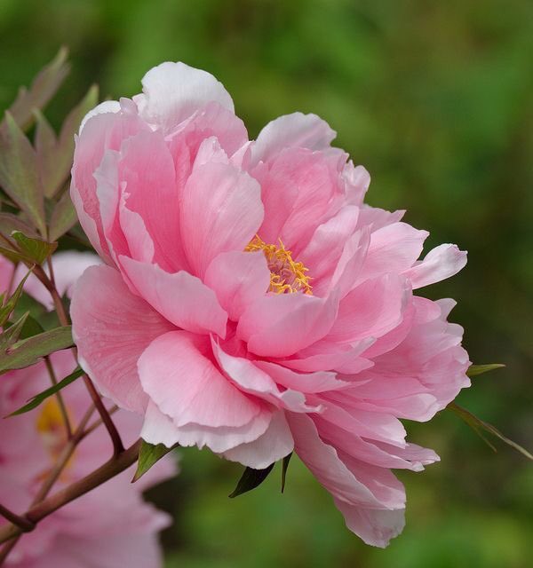 ❀ peony ✿