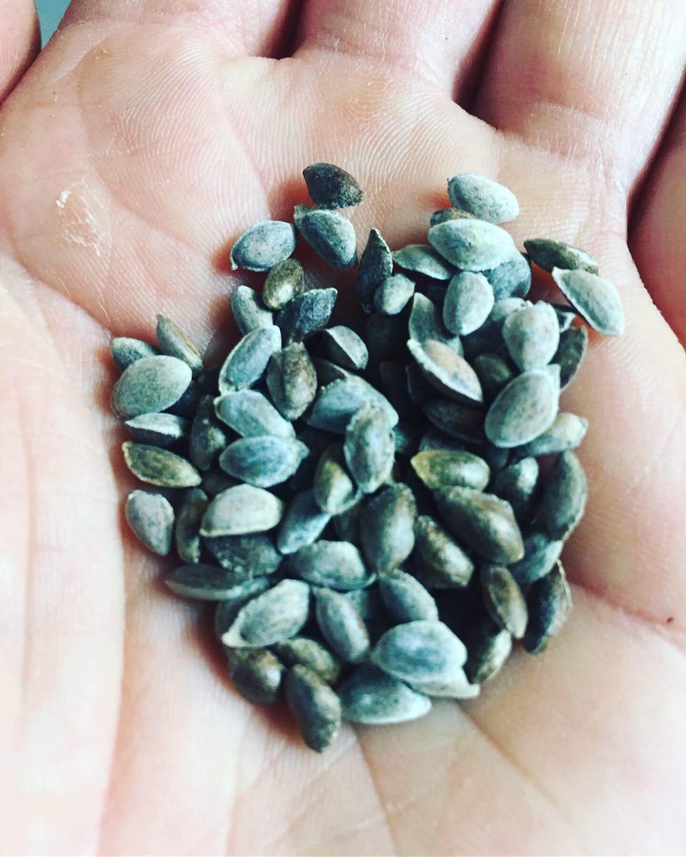 DustinBajer's tweet photo. The British prized Eastern White Pine for the masts of ships. The Crown's practice of reserving large trees was controversial and led to the Pine Tree Riot of 1772, which was considered a significant event leading up to the American Civil War. @ForestCityPlant
#pinusstrobus https://t.co/2QMOg4vBP0
