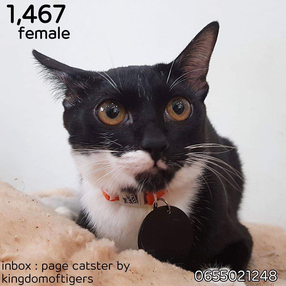 Catster & Co บ้านพักพิงแมวจร tweet media