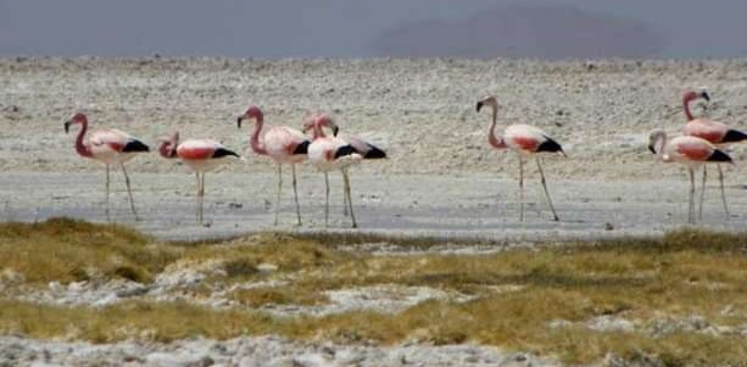 Noticiadesarro1's tweet photo. “No podrá recuperarse en 100 años”: Salar de #ATACAMA #Antofagasta quedó casi seco por extracción de agua de Minera Escondida según demanda del CDE
Demanda interpuesta por el Consejo de Defensa por daño ambiental en contra la cuprífera privada #DAÑOECOLOGICODEPORVIDA https://t.co/ZGYQjvYWgD
