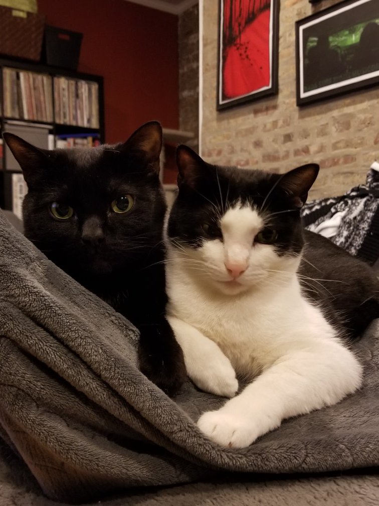 evabombay's tweet photo. Ugh, she's talking again? #CatsJudgingKellyanne https://t.co/sZqrOYxerB
