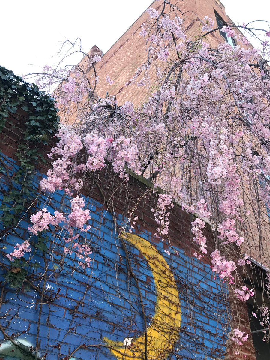 BloodOnTheTapes's tweet photo. Brooklyn, New York, pandemic edition. April 15, 2020. Used to pass by this place on my daily commute, physically. https://t.co/DgSbR4lnz6 #ThingsWeTookforGranted #TheBeatenPath #BobDylan https://t.co/hUqhWtwnY4