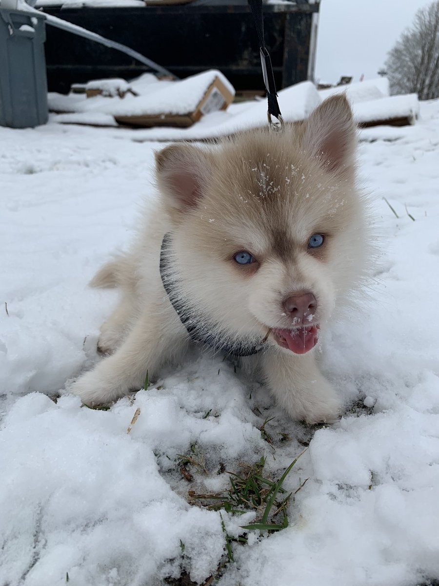 I realized twitter never got to meet my puppy, so here’s Bleu 💙 @CuteEmergency