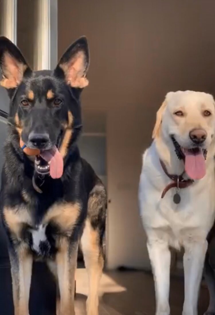 JMGemFam's tweet photo. Every gems favourite furry friends 🤍 https://t.co/xMhhDsn7UQ