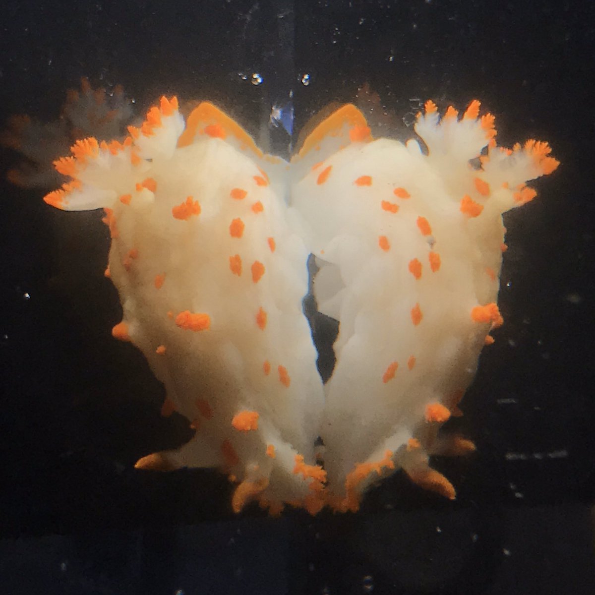 AudreyVinton's tweet photo. We 🧡 invertebrates! Check out my mollusc video (https://t.co/sd4K73P9ig) and our invert YouTube channel (https://t.co/nP3VG8IQdE) for fun and informative videos! @_kaite_c @PoslednikAnna @ArjunHausner @_mil3s_ @o_jgraham @DrewHarvell https://t.co/UPXm2GrG5r