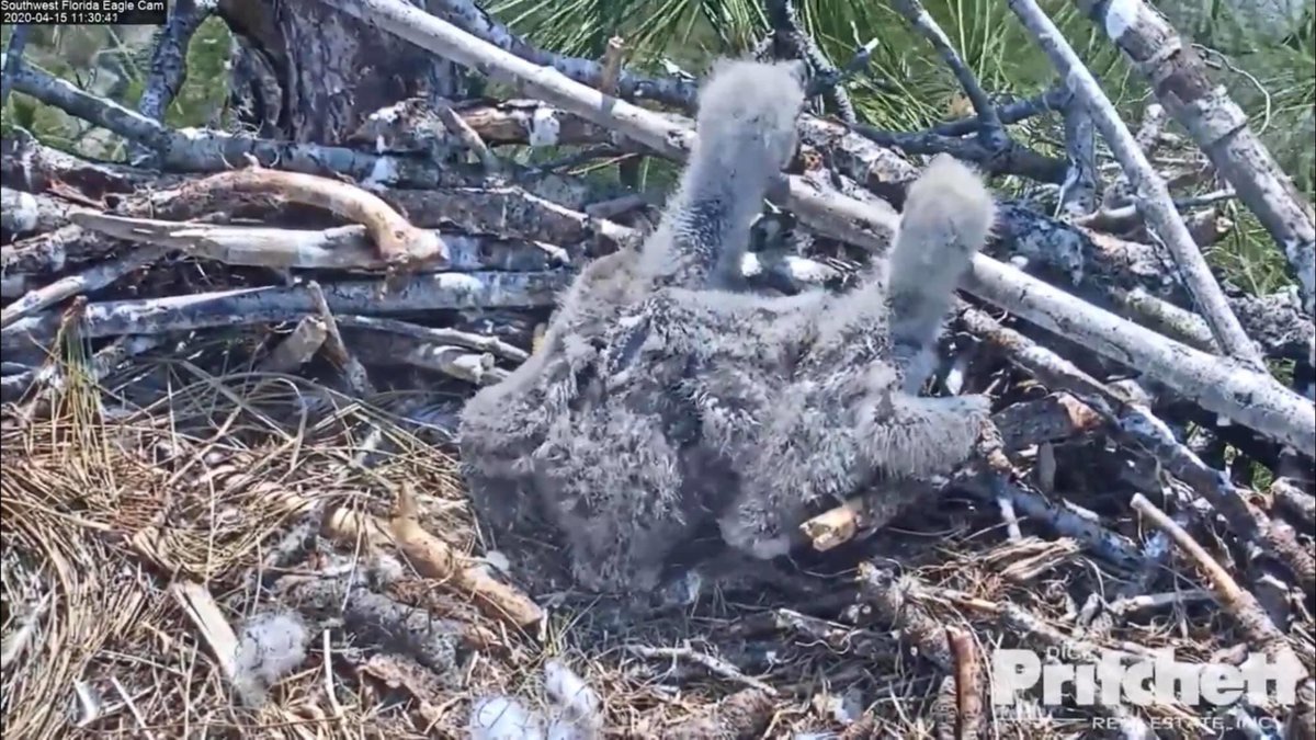 SWFLEagleCAM's tweet photo. Student, Parents and Teachers!: Tomorrow (Thurs, April 16) at 11am ET we will host another Open Classroom Chat. A time dedicated to answering your questions about the Eaglets - Growth, Fledging and Beyond. 

Join in here: https://t.co/YBIKaaUcaX https://t.co/4k37zcp6mv